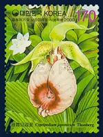 Cypripedium japonicum Thunberg