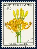 Lycoris aurea Herb.