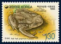 a Korean Toad