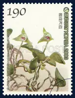 Bulbophyllum drymoglossum Maximowicz