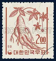 ginseng