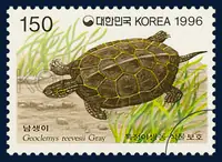 a Koreanterrapin