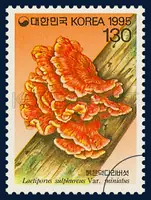 Laetiporus sulphureus var. miniatus Imaz.