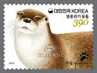 adult otter