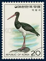 Ciconia nigra