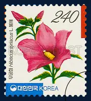 Rose of Sharon (Bulsae, 1 blossom)