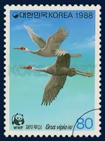 White-naped Crane