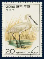 Platalea minor
