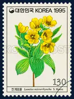 Leontice microrrhyncha S. Moore