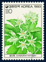 Aceriphyllum rosil Engler
