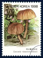 Laccaria vinaceoa vellanea