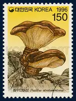 Paxillus atrotomentosus Fr.