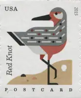 Coastal Birds - Red Knot