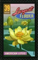 Wonders of America - Land of Superlatives - Largest Flower - American Lotus