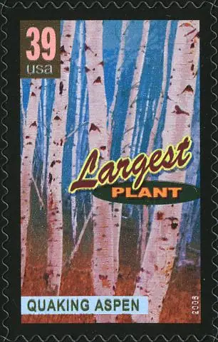 Wonders of America - Land of Superlatives - Largest Plant - Quaking Aspen