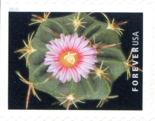 Cactus Flowers - Thelocactus heterochromus