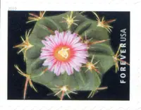 Cactus Flowers - Thelocactus heterochromus