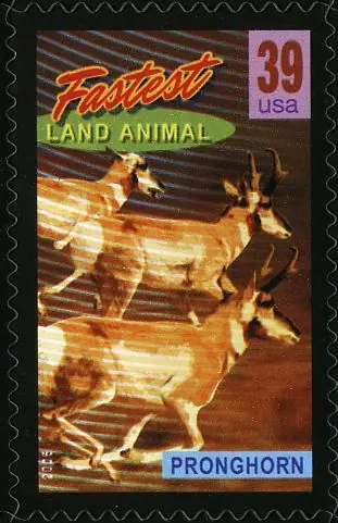Wonders of America - Land of Superlatives - Fastest Land Animal - Pronghorn