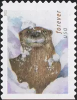 Otters in snow