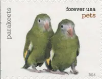 Pets - Parakeets