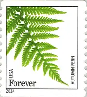 Ferns - Autumn Fern