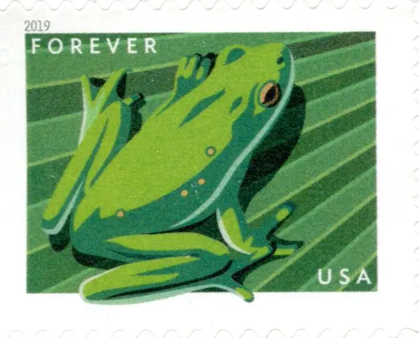 Frogs - Northern Leopard Frog