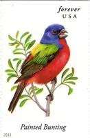 Songbirds - Painted Bunting