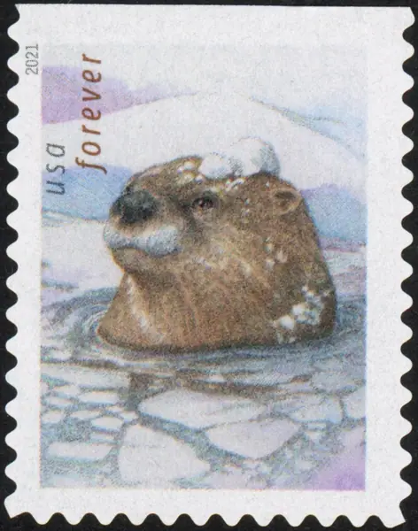 Otters in snow