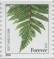 Ferns