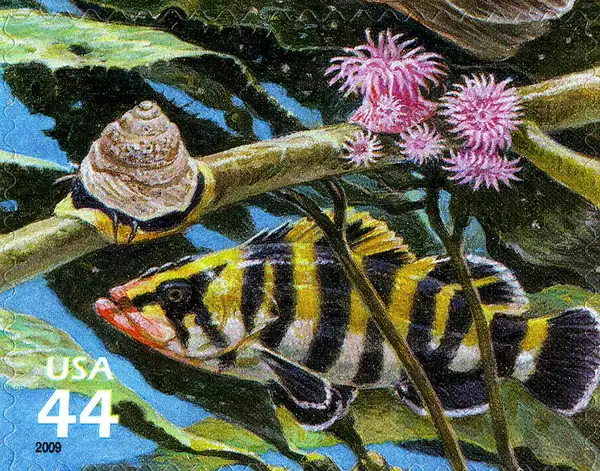 Nature of America - Kelp Forest - Monterey Turban Snail, Brooding Sea Anemone & Treefish