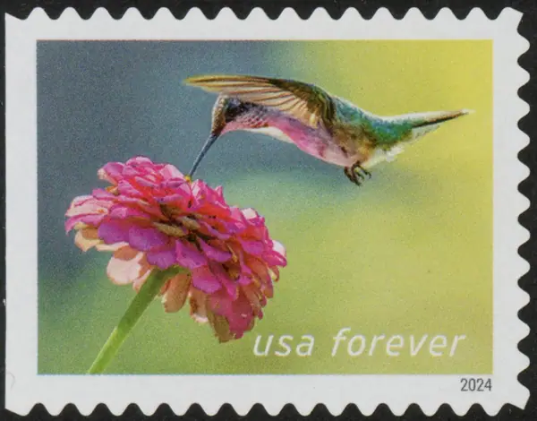 Garden Delights - The ruby-throated hummingbird (Archilochus colubris)