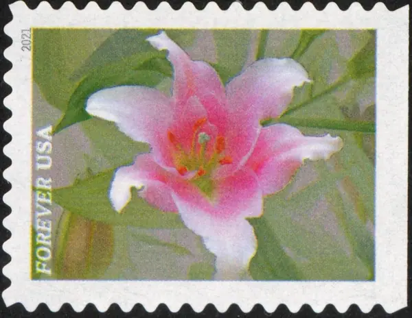 Garden beauty