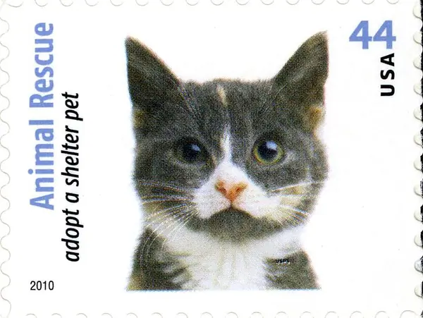Animal Rescue - Adopt a Shelter Pet - Dogs & Cats