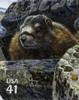 Nature of North America - Alpine Tundra - Yellow-bellied Marmot