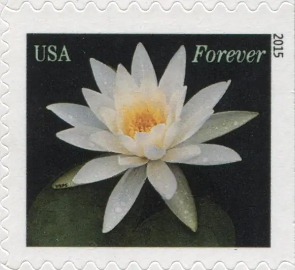 Water Lilies