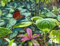 Hawaiian Rain Forest - Nature of America - Kamehameha Butterfly