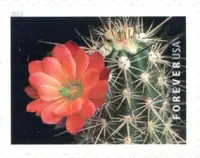 Cactus Flowers - Echinocereus coccineus