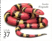 Reptiles and Amphibians - Scarlet Kingsnake