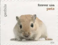 Pets - Gerbils