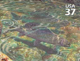 Nature of America - Arctic Tundra - Arctic Grayling