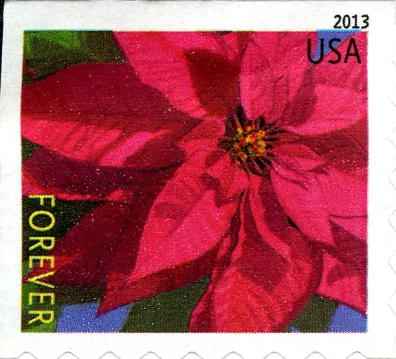 Poinsettia