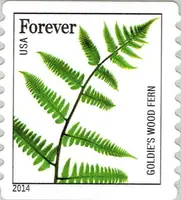 Ferns - Goldie's Wood Fern