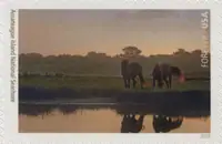 National Parks - Assateague Island National Seashore