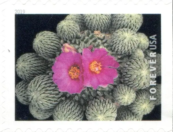 Cactus Flowers - Pelecyphora aselliformis