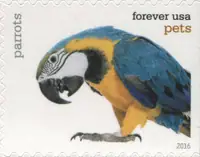Pets - Parrots