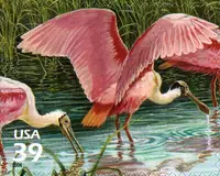 Nature of America - Southern Florida Wetland - Roseate Spoonbill