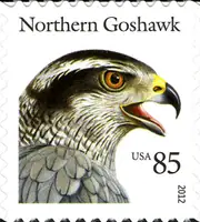 Birds of Prey - Northern Goshawk