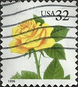 yellow rose