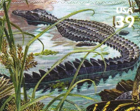 Nature of America - Southern Florida Wetland - American Alligator