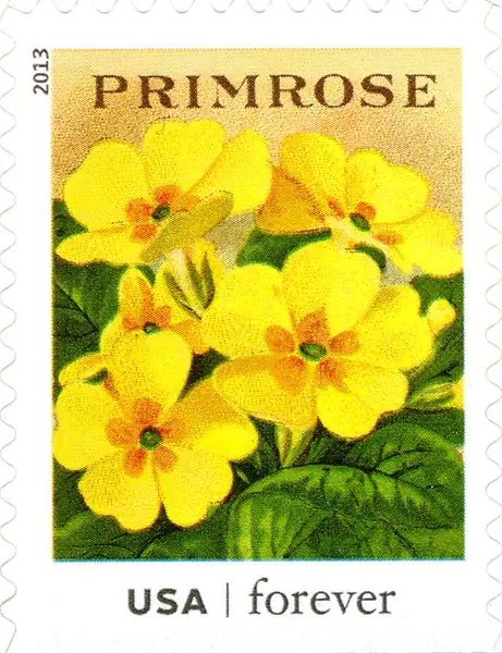 Vintage Seed Packets - Primrose